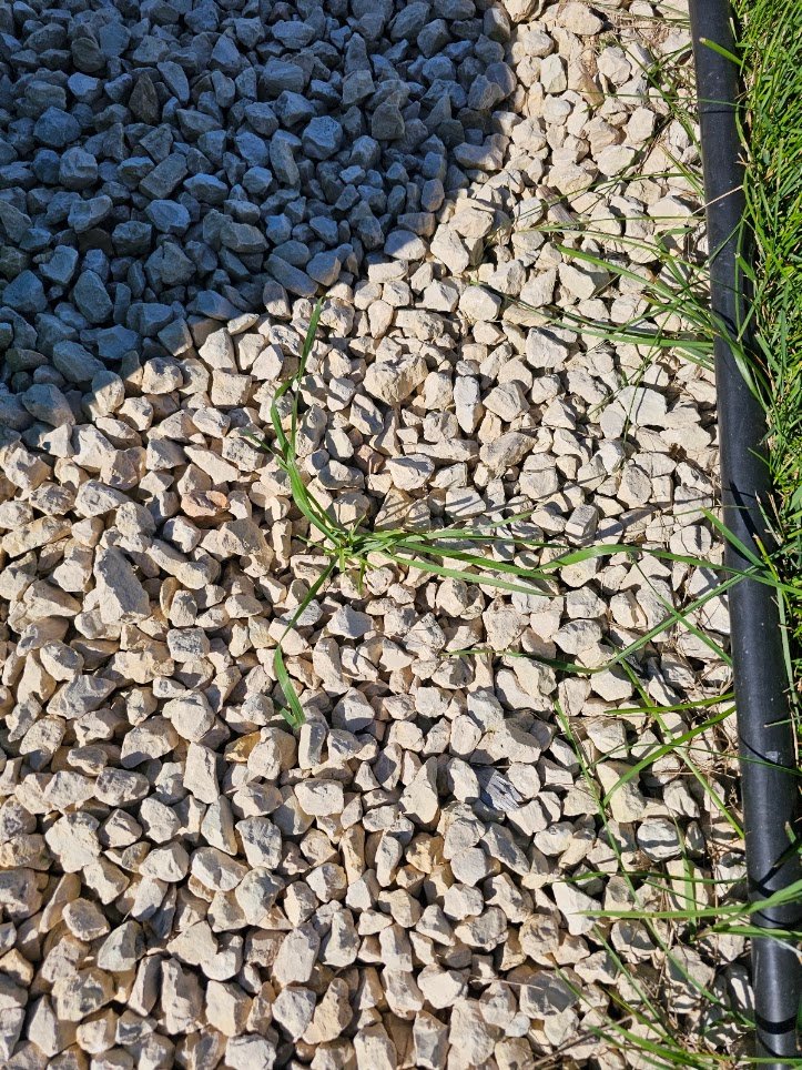 Small green weed seedling taking root inside crushed limestone gravel rocks