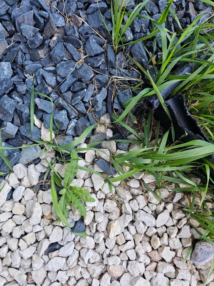 Overgrown grass and weeds pushing through damaged plastic garden edging into gravel